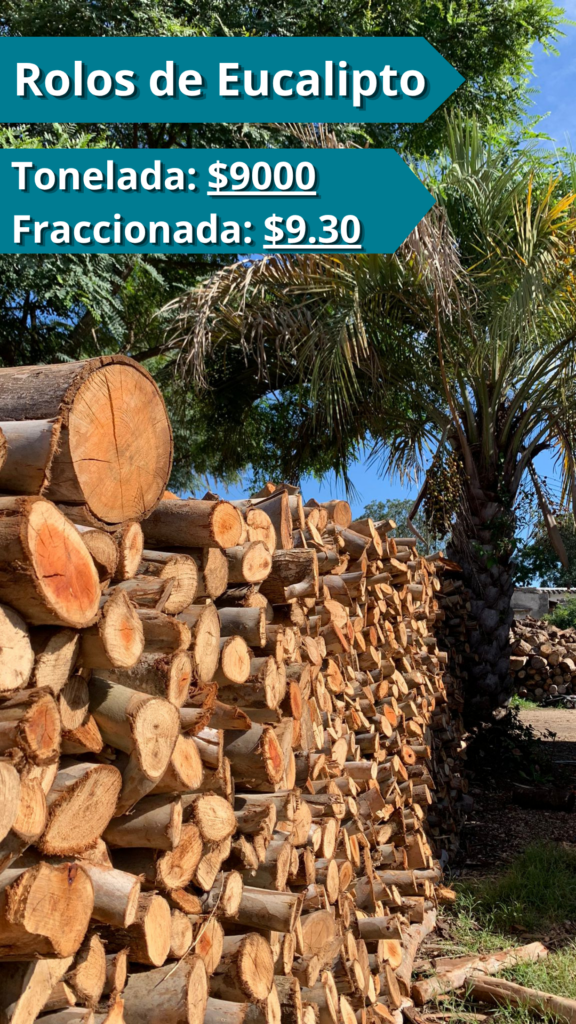 Rolos de Eucalipto